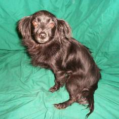 Sadie, a miniature dachshund mix