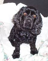 Sullivan, a cocker spaniel